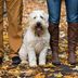 40 Medium-Sized Dog Breeds to Fit Any Family