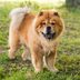 12 Chinese Dog Breeds and Their Fascinating Histories