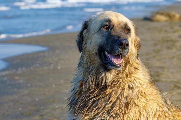 Big dog sitting by the sea after swimming. Guard dog, rescue on the waters. Estrela mountain dog