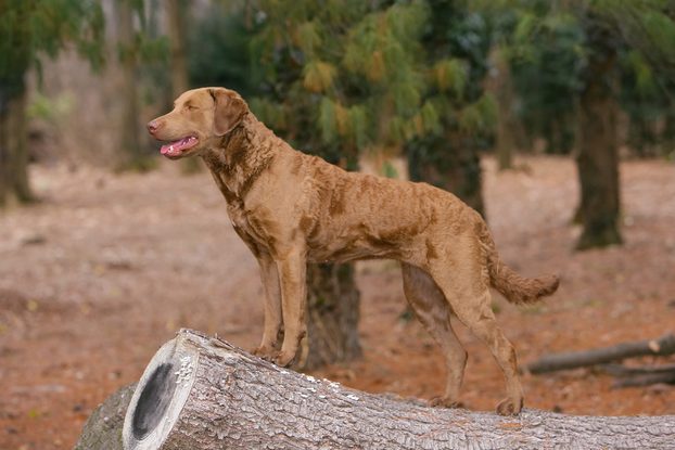 Endearing typical Chesapeake Bay Retriever dog in the forest