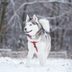17 Majestic Wolf Dog Breeds to Add to Your Pack