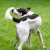 Why Do Dogs Chase Their Tails? 8 Reasons for This Behavior
