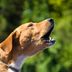Why Do Dogs Bark—and How to Stop a Dog from Barking Too Much