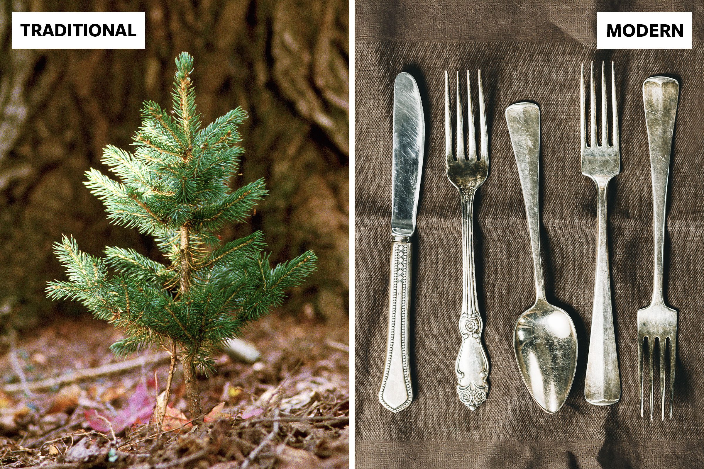 baby pine tree growing in the woods and a set of Silverware