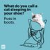 50 Cat Puns That Are Paws-itively Purrfect