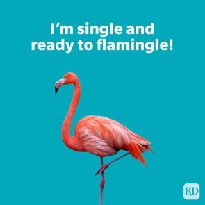 Animal pun about flamingo on a turquoise background