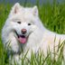 15 Russian Dog Breeds with Impressive Histories
