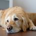 10 Signs Your Dog Feels Neglected and Needs More TLC