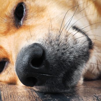 close up of dog sleeping on the floor with a focus on its snout with whiskers