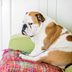 12 Ways You're Annoying a Dog Without Realizing It