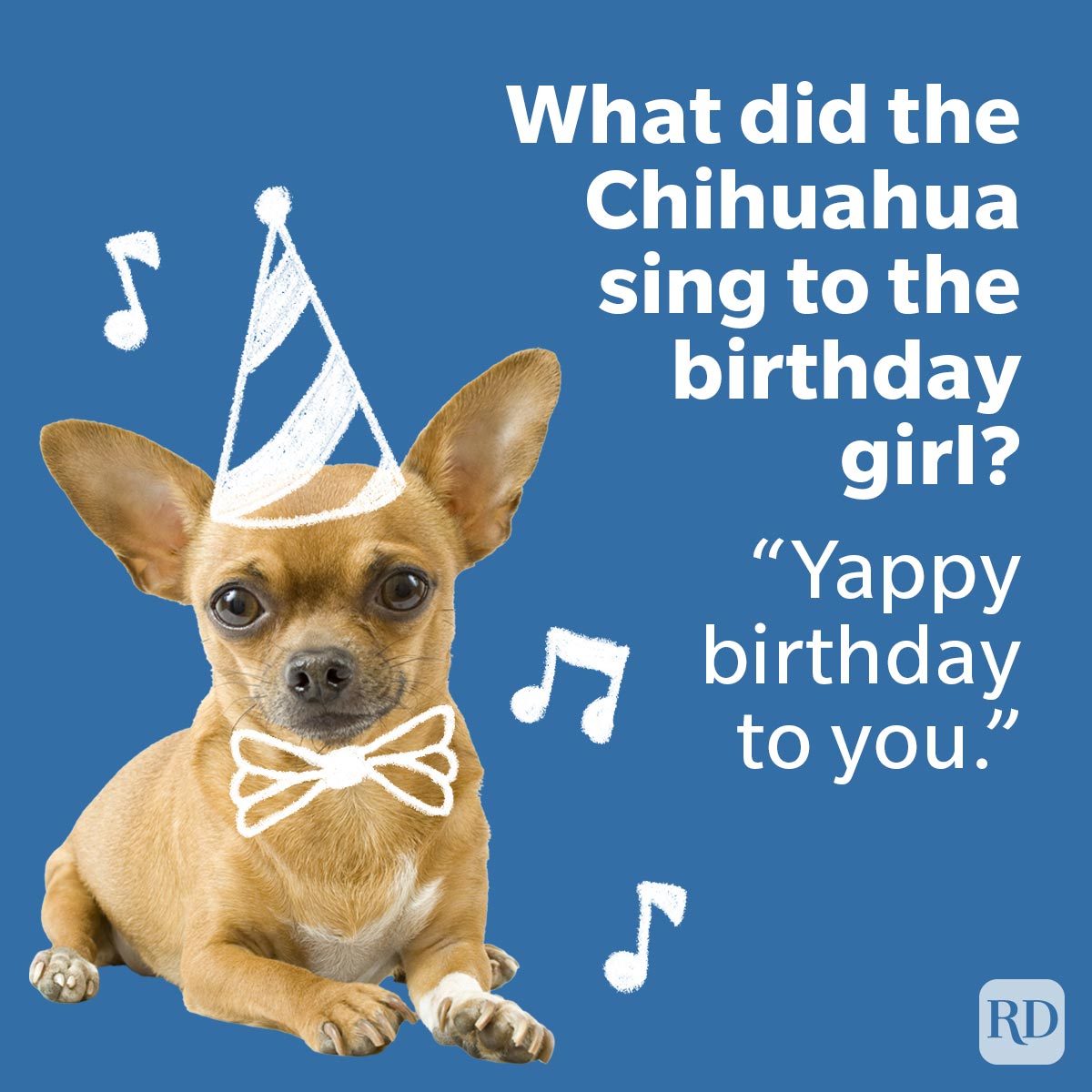 Birthday Jokes That Are Better Than Cake of chihuahua with a bowtie and a birthday hat on deep blue background