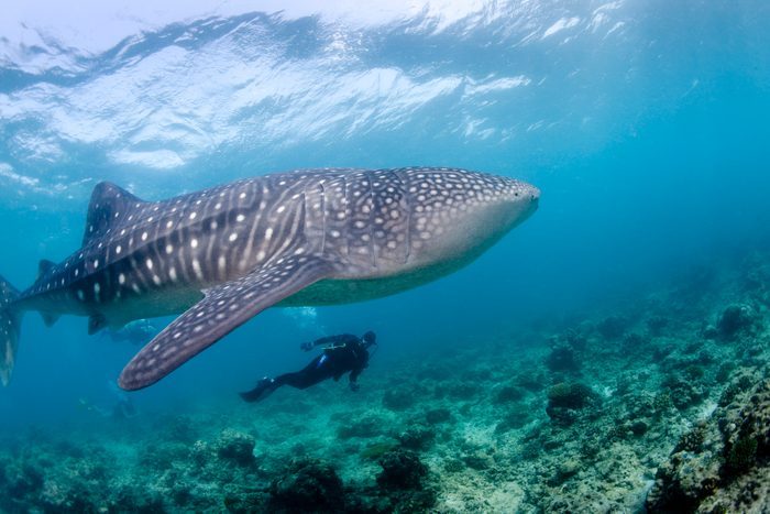 Largest Living Fish Species, Whale Shark