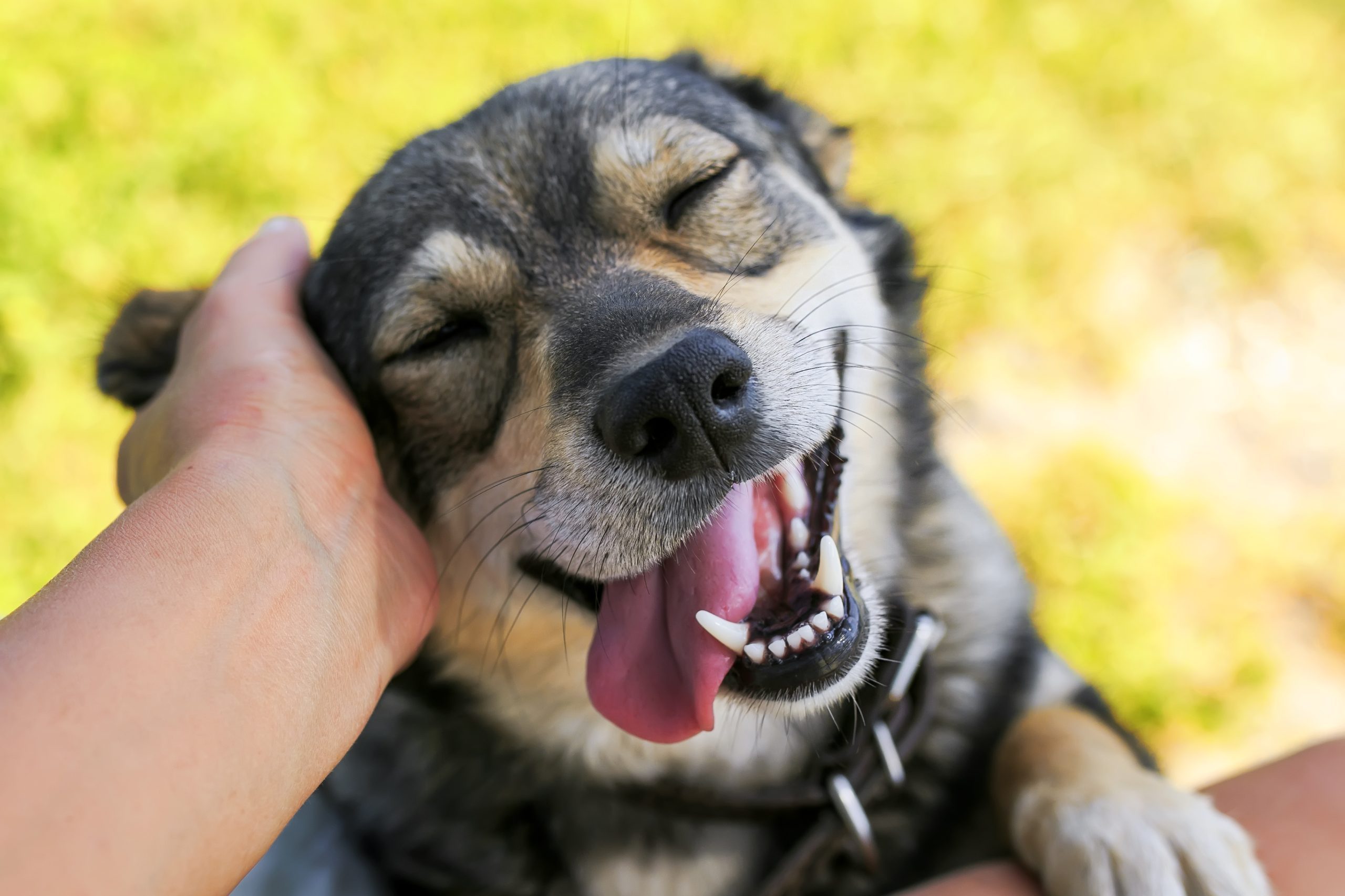 cute dog put his face on his knees to the man and smiling from the hands scratching her ear