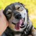 How Do I Know If My Dog Is Happy? 12 Signs of a Happy Dog