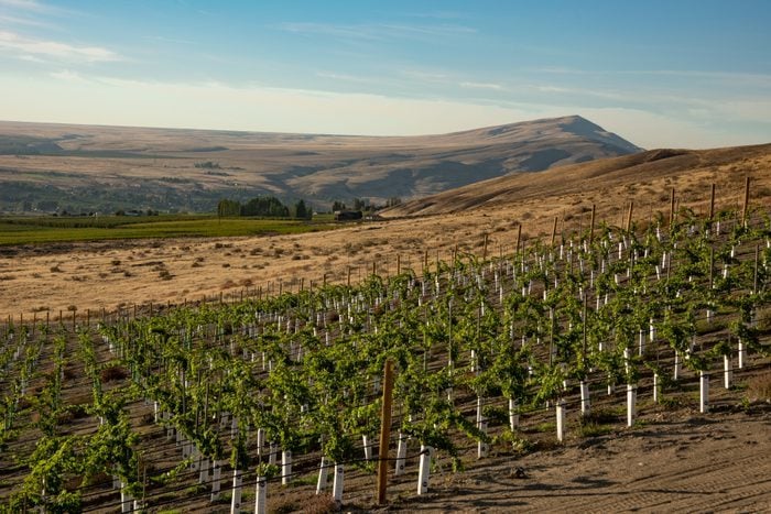 Red Mountain Ava, Yakima Valley, Washington State