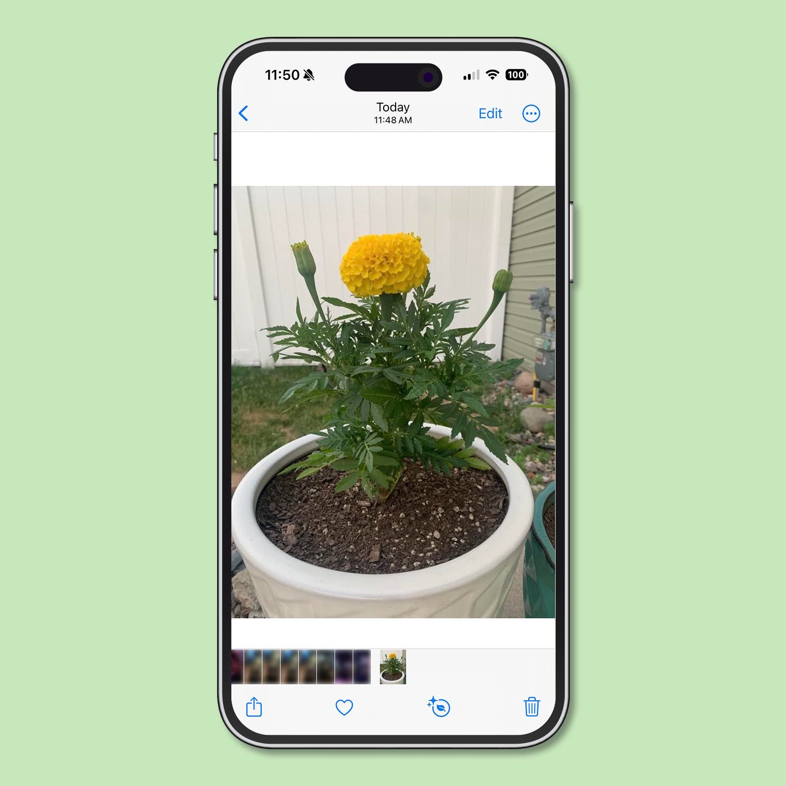 How To Identify Plants With An Iphone 1 V2