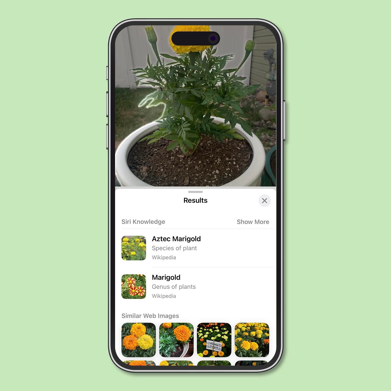 How To Identify Plants With An Iphone 3