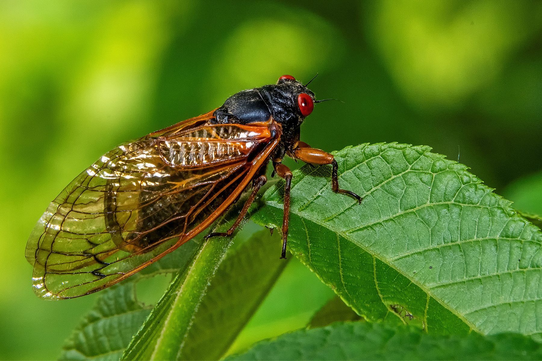 Will The Cicadas Eat Your Plants Gettyimages 2122760267 A
