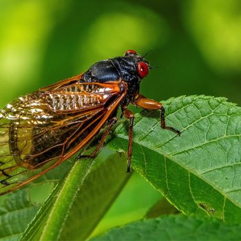 Will The Cicadas Eat Your Plants Gettyimages 2122760267 A