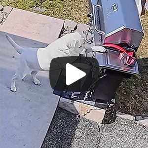 Labrador Dog Standing on Grill