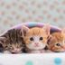 50 Photos of Cute Kittens That Will Make You Melt