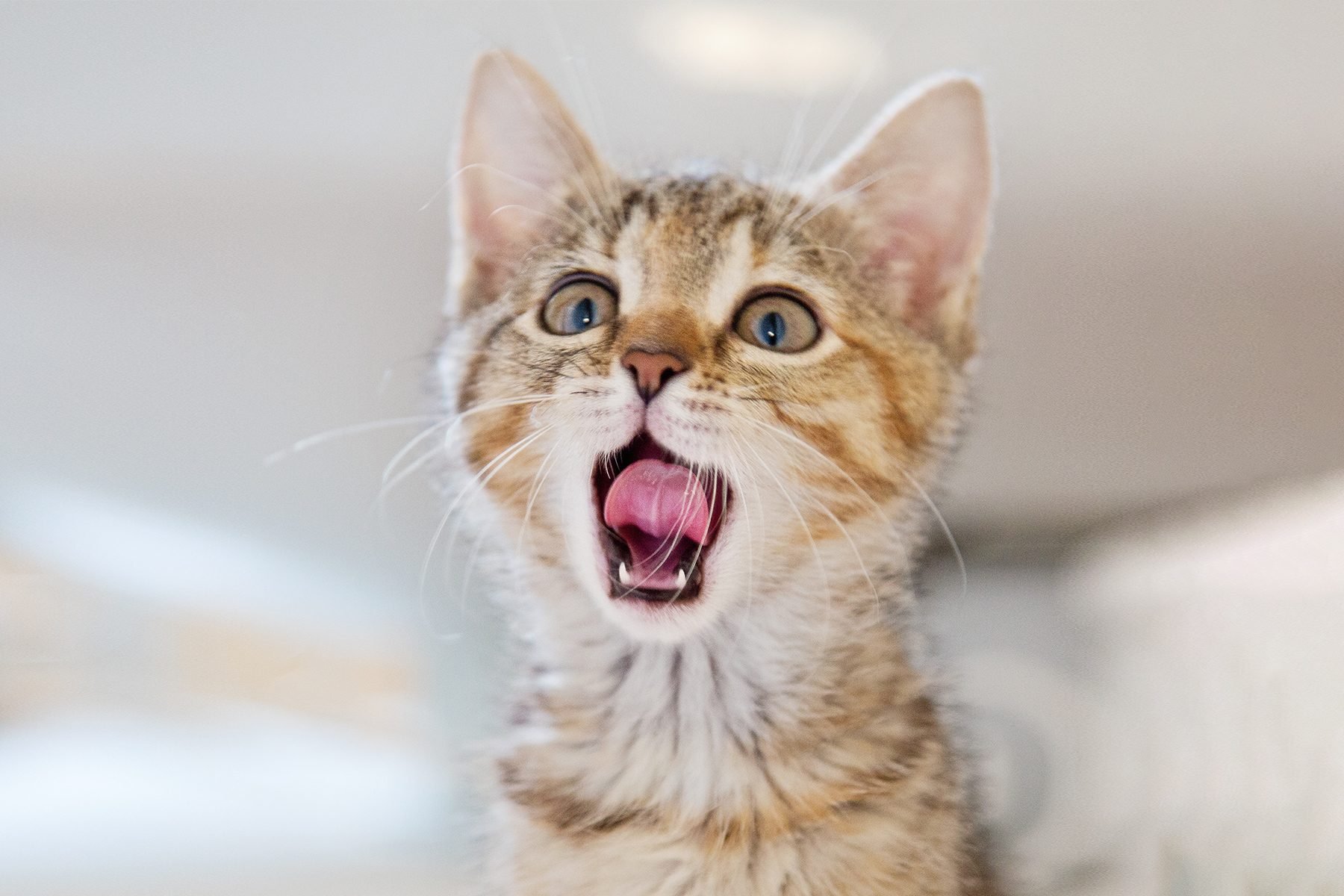 50 Photos Of Cute Kittens That Will Make You Melt Gettyimages 512271329
