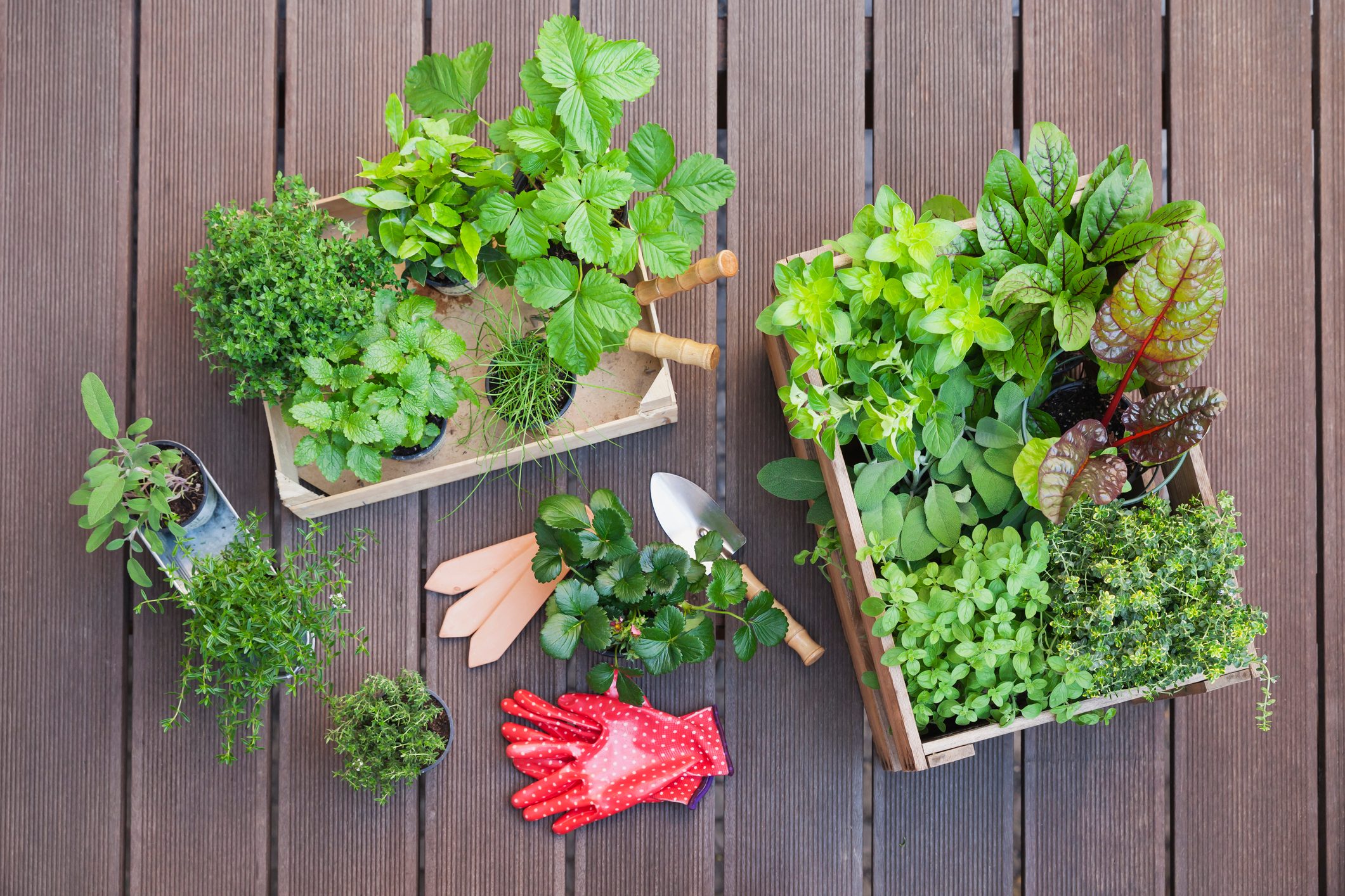 Various potted spice plants on terrace