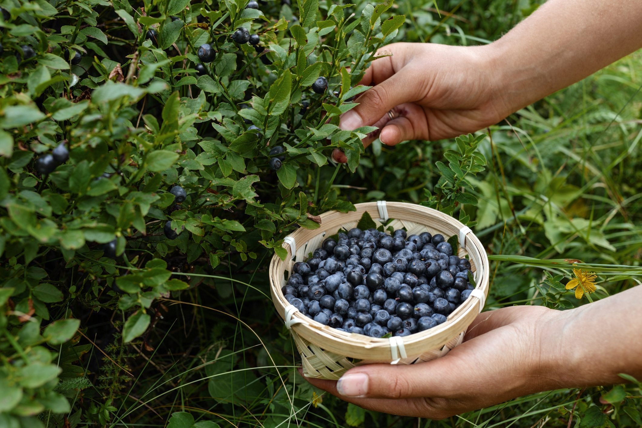 Woman harvesting ripe blueberries from a bush