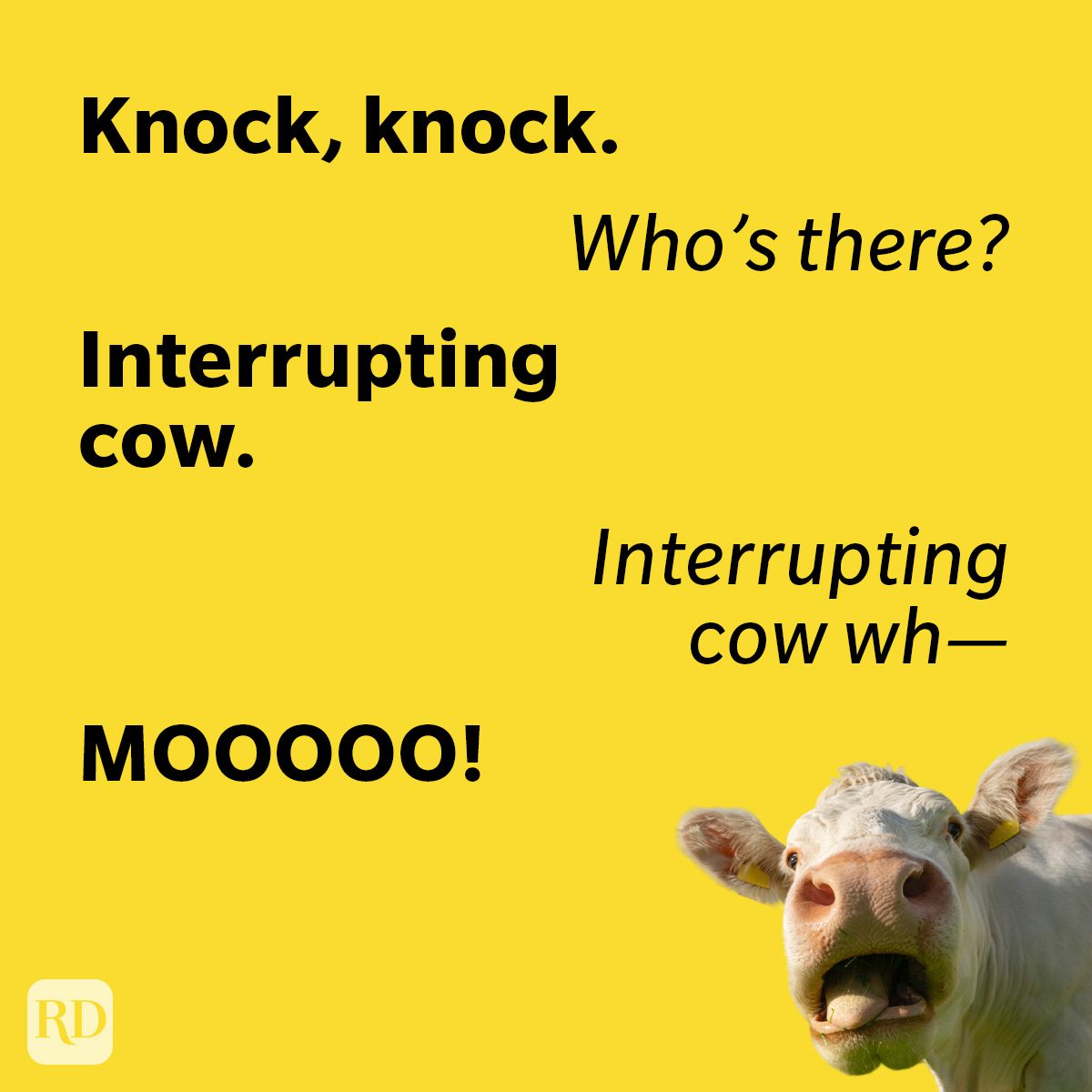 Knock Knock Jokes About Animals