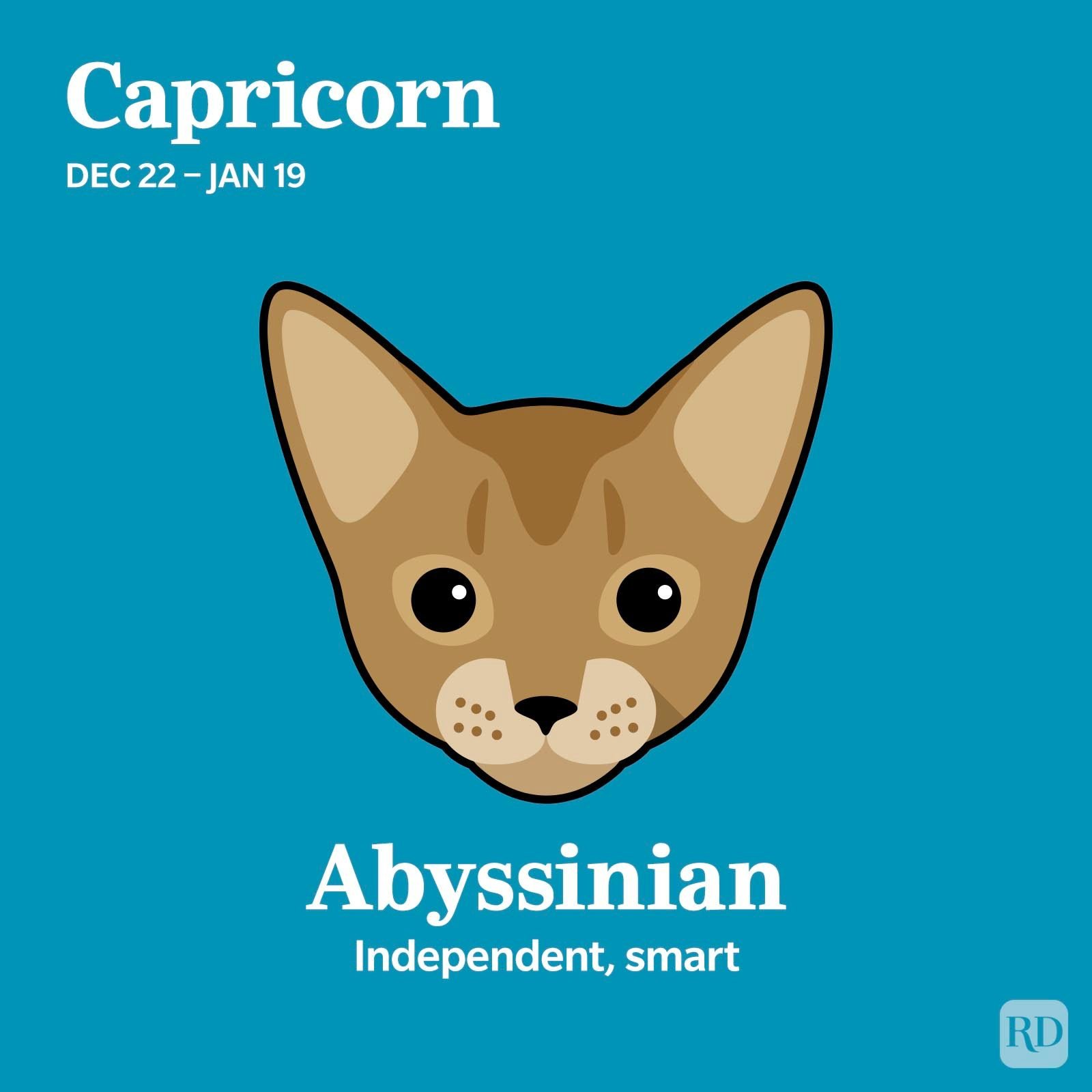 The Cat Breed Most Compatible With Your Zodiac Sign Capricorn