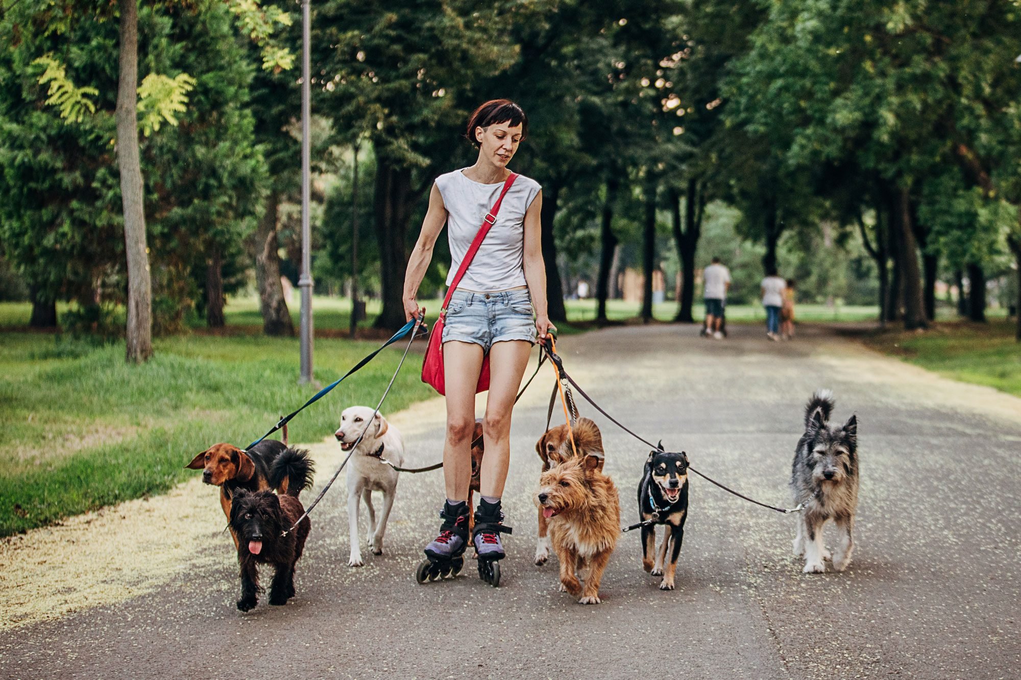 Woman Professional Dog Walker Exercising Dogs In Park
