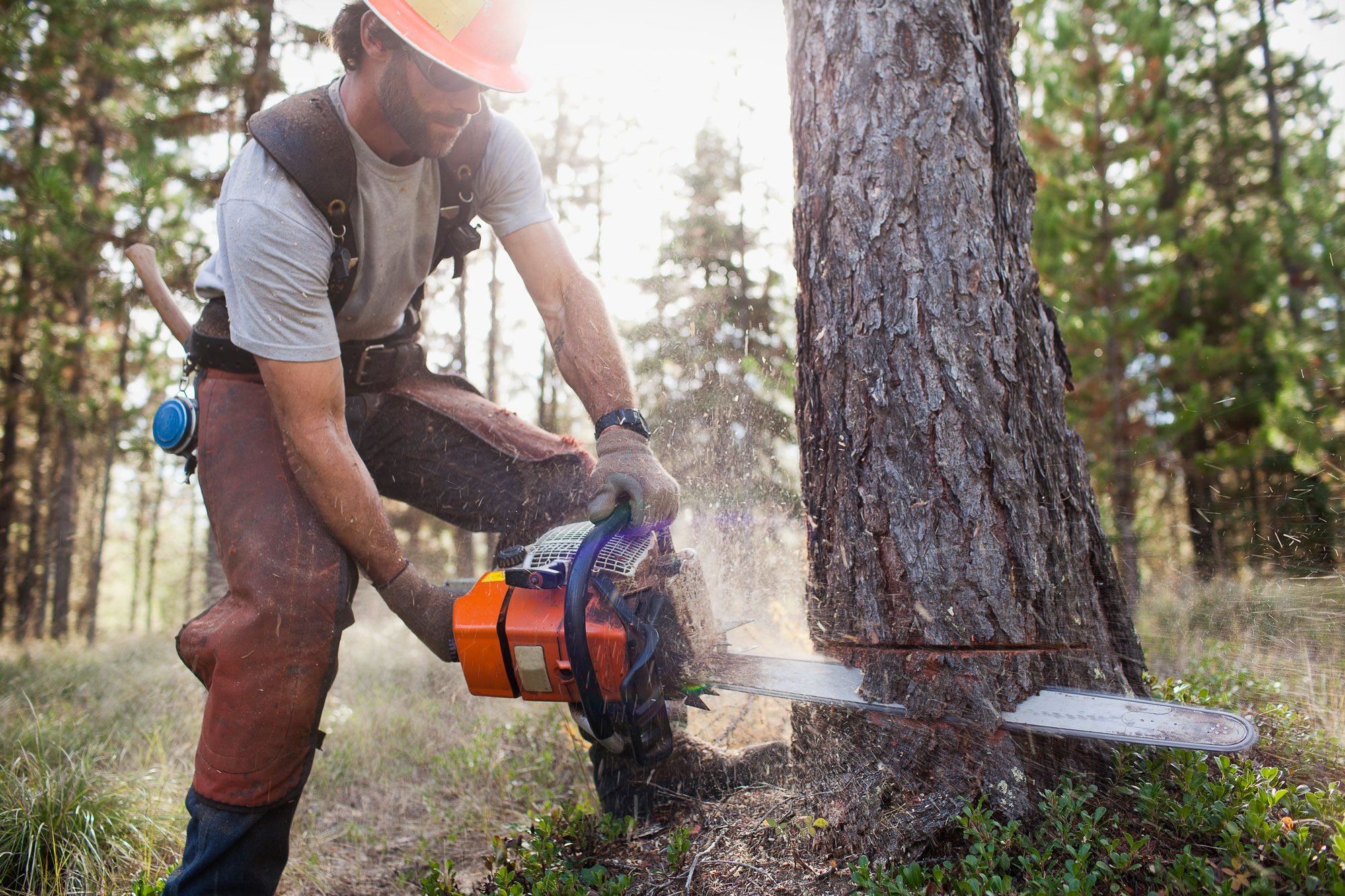 Lumberjack Cutting A Tree