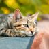 Do Cats Grieve After a Loss? A New Study May Have the Answer