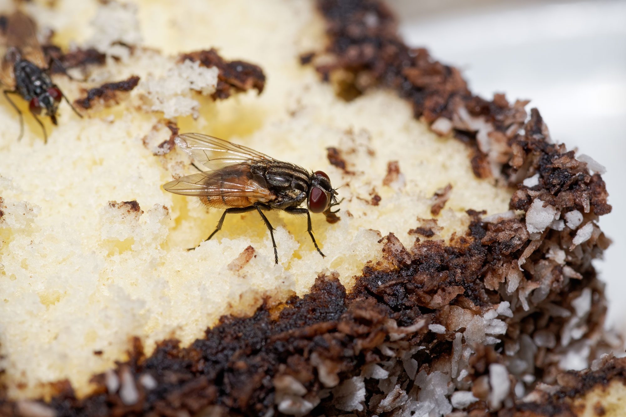 A Common Housefly Musca Domestica Feeding On A Piece Of Sweet Pastry