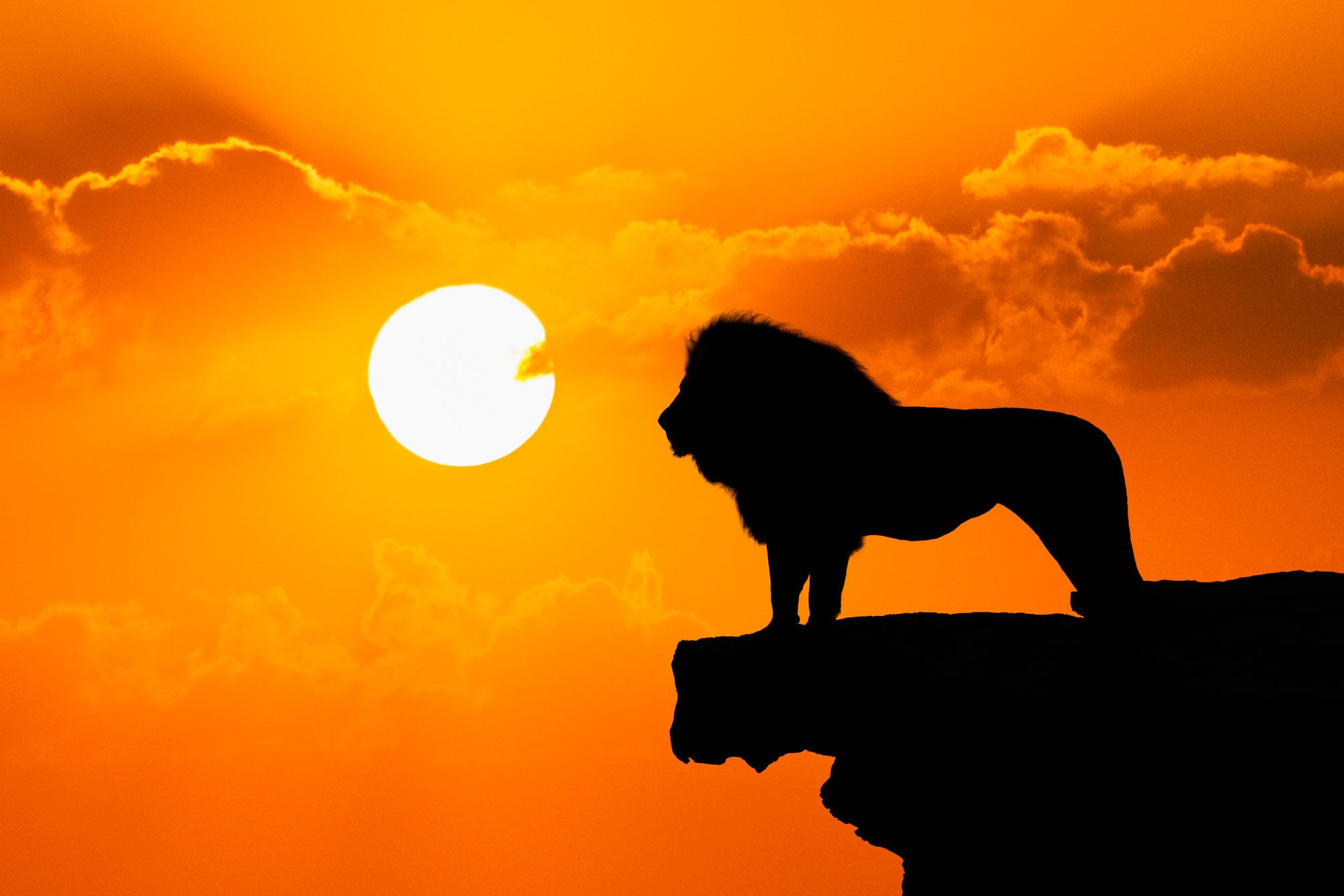 A Lion Stands At The Edge Of A Cliff Silhouetted Against An Orange Sun