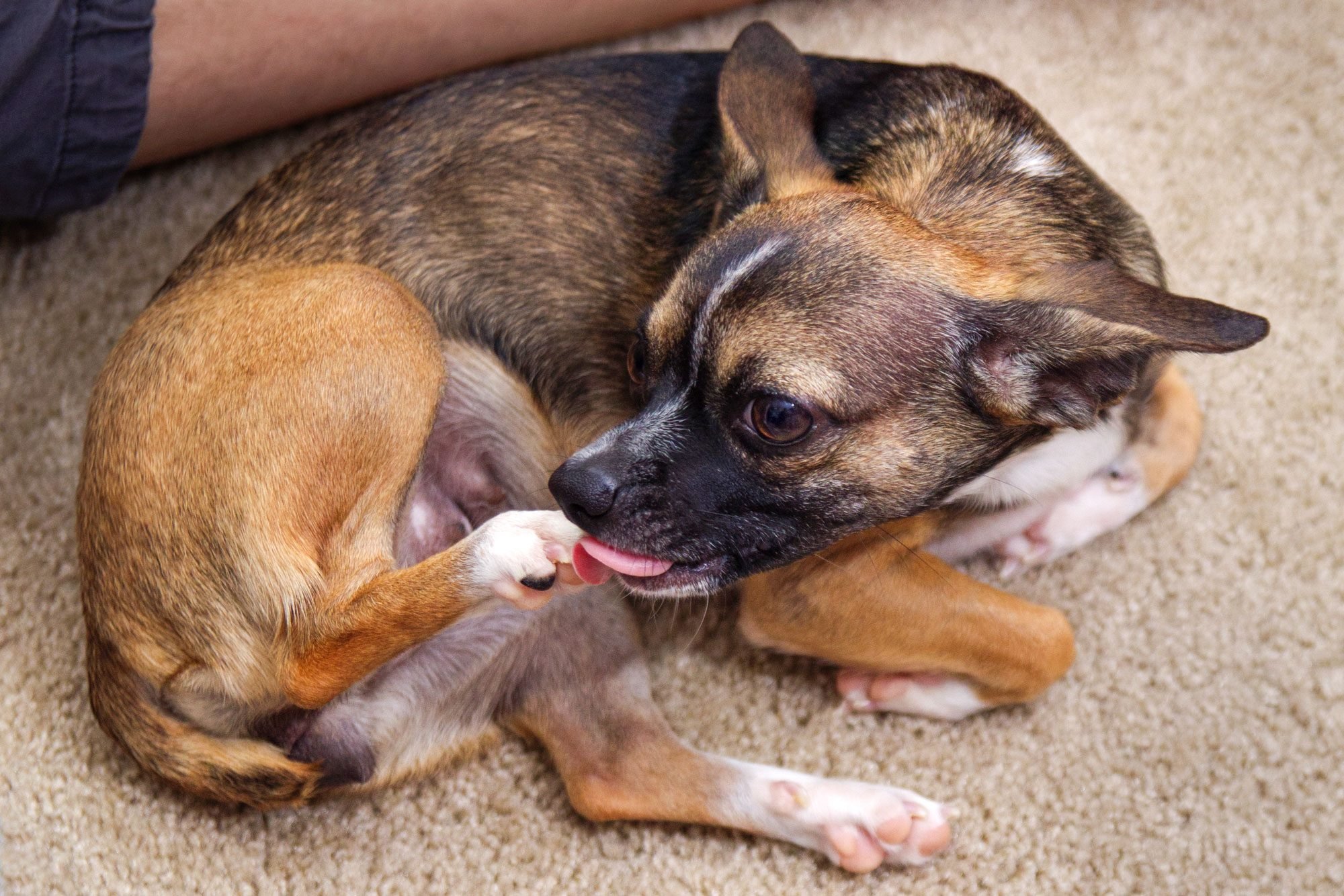 Brown Chihuahua Dog Licking Her Paw Or Back Foot