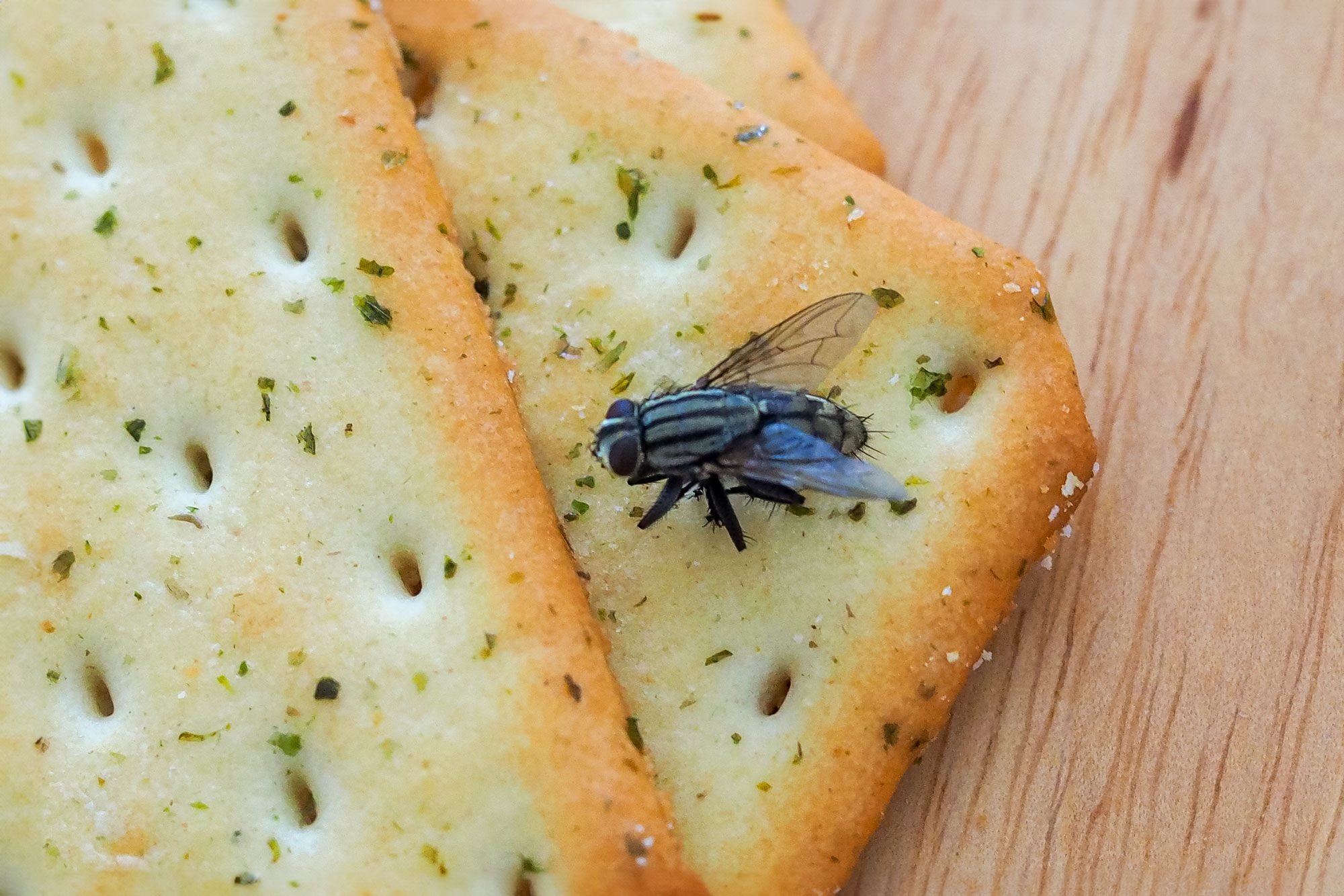 The Gross Reason You Might Not Want to Eat Food If a Fly Lands on It