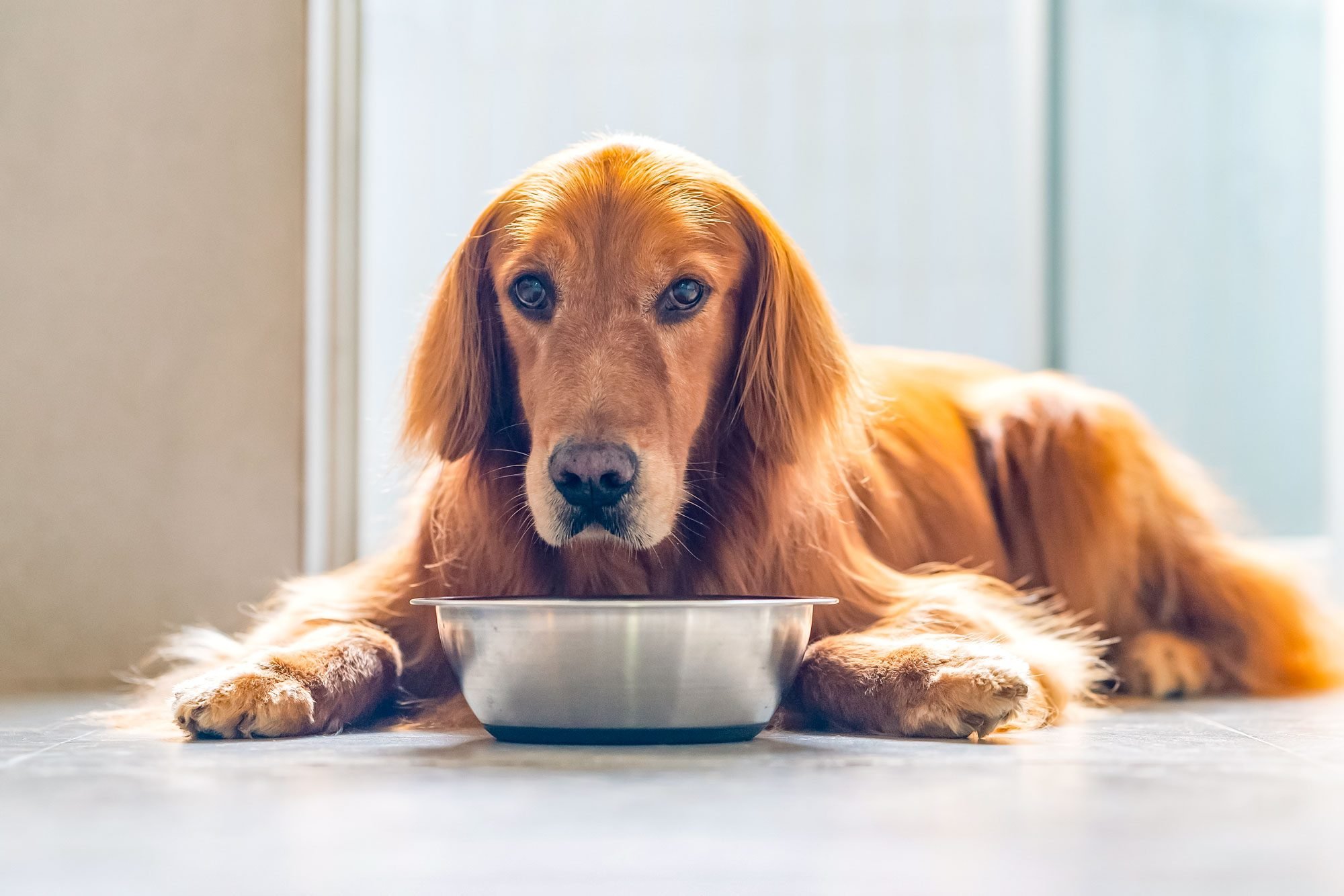 The FDA s Latest Dog Food Recalls and What You Need to Know