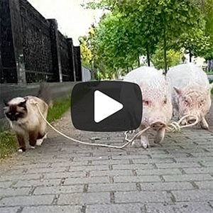 cat walking pig