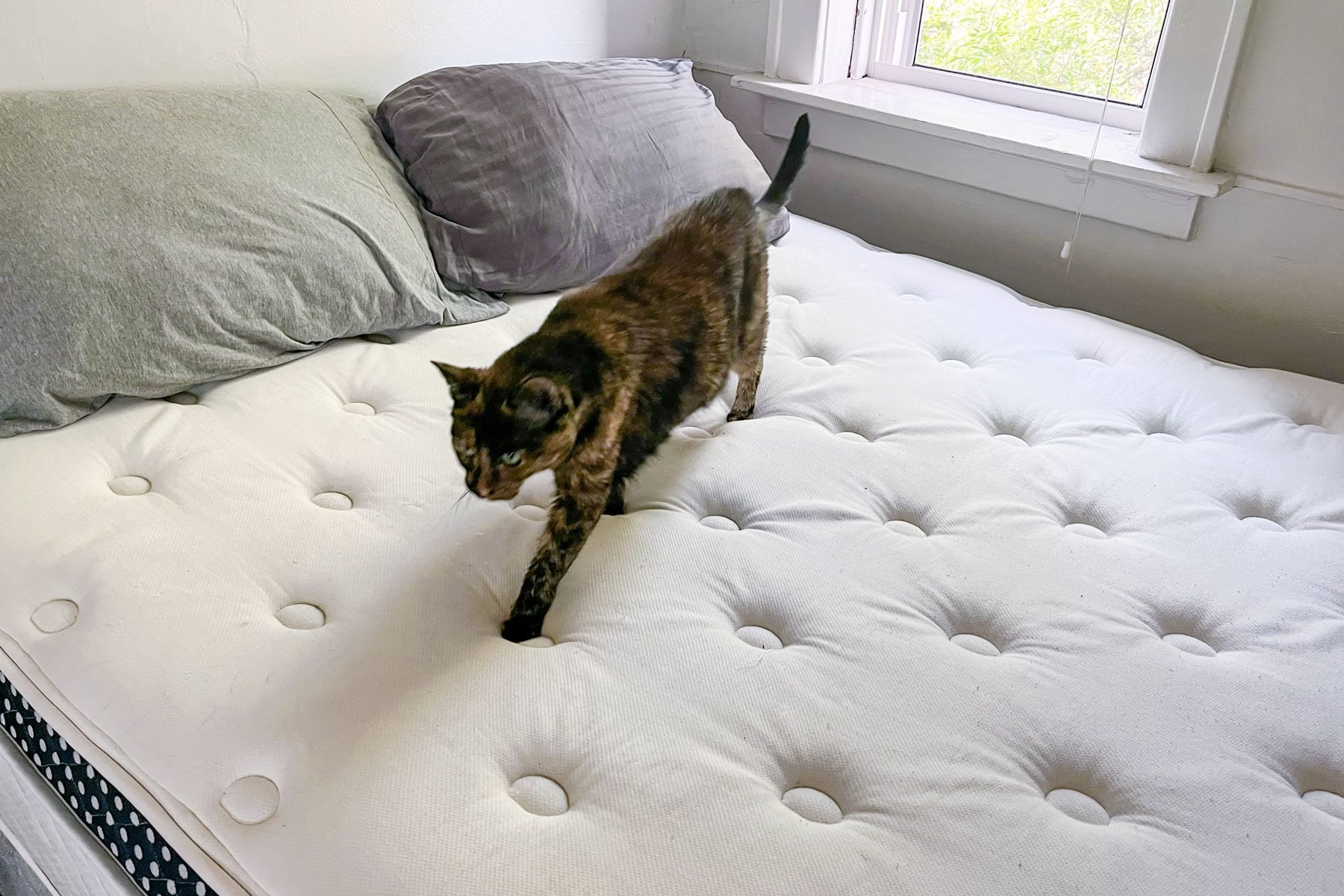 Cat walking on mattress.