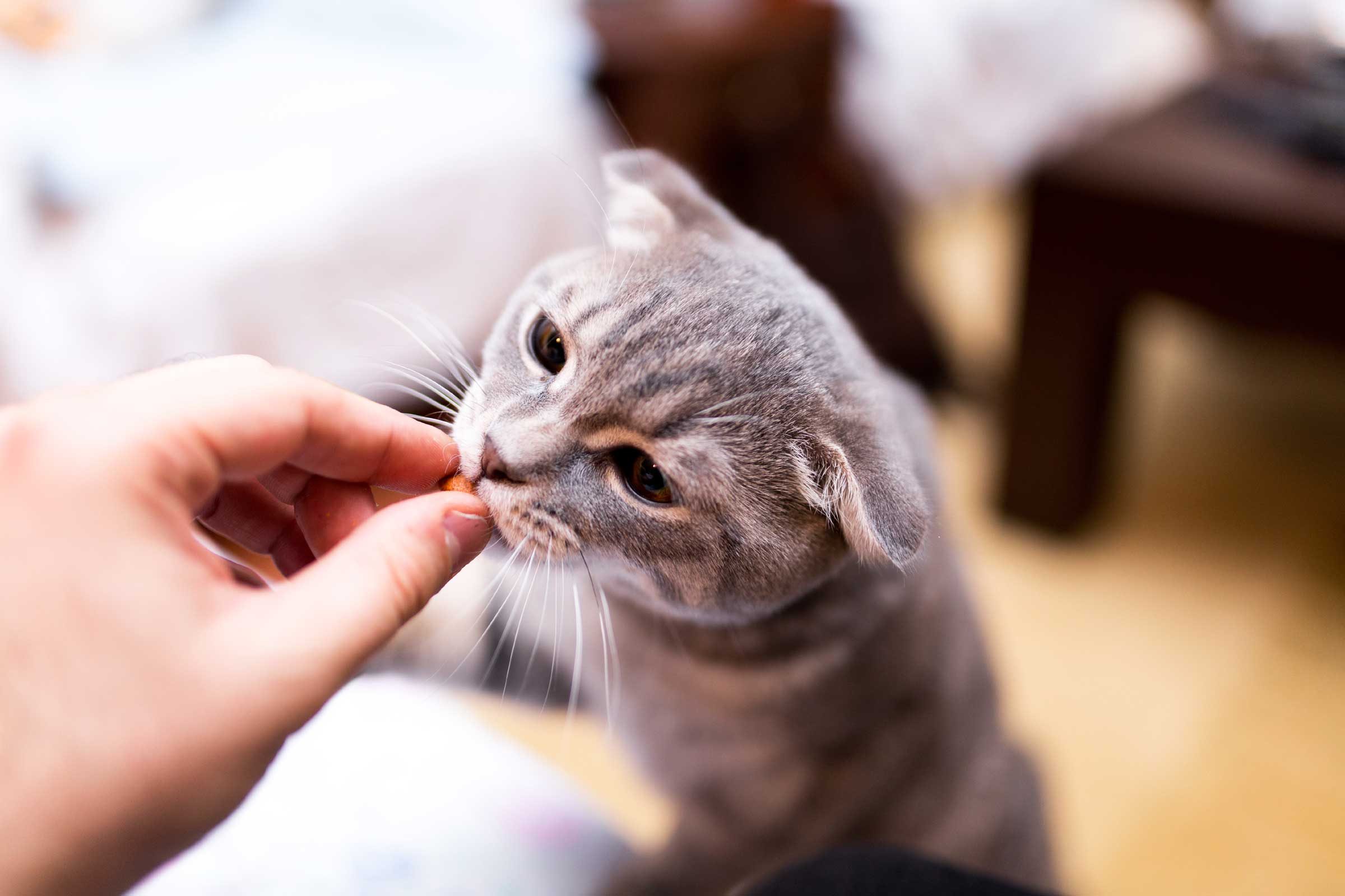 Tangisan bayi sama dengan suara kucing mengeong, maka jangan 