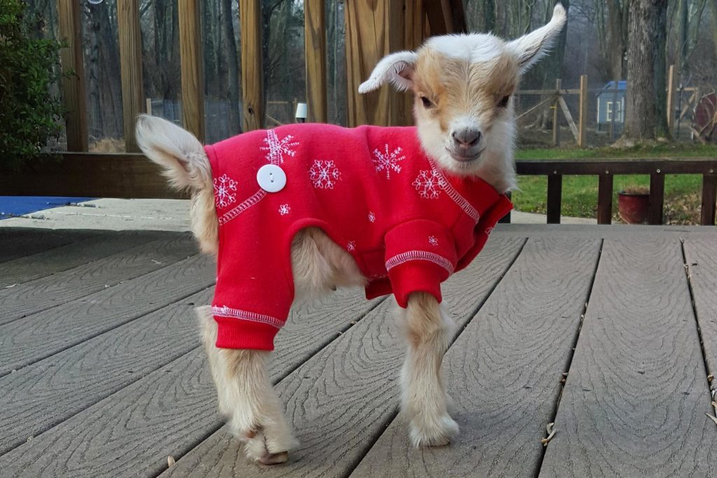 These Baby Goat Will Instantly Brighten Your Day | Reader ...